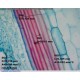 Microscop wireless ready marire 500-550x AMR - AF4515T5 Microscop wireless ready marire 500-550x AMR - AF4515T5